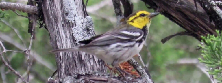 Golden-cheeked Warbler in Texas