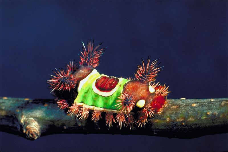 Saddleback Caterpillar Acharia stimulea