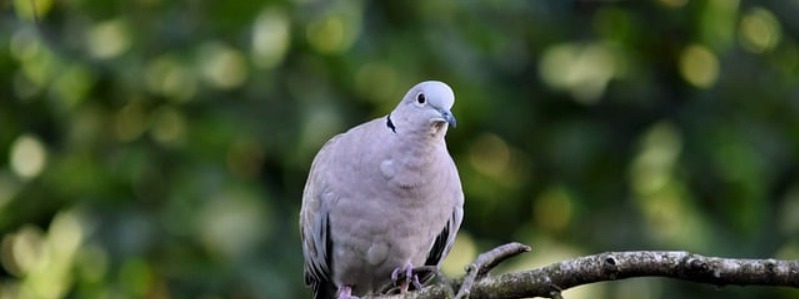 Band-tailed Pigeons