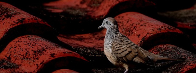 common ground doves