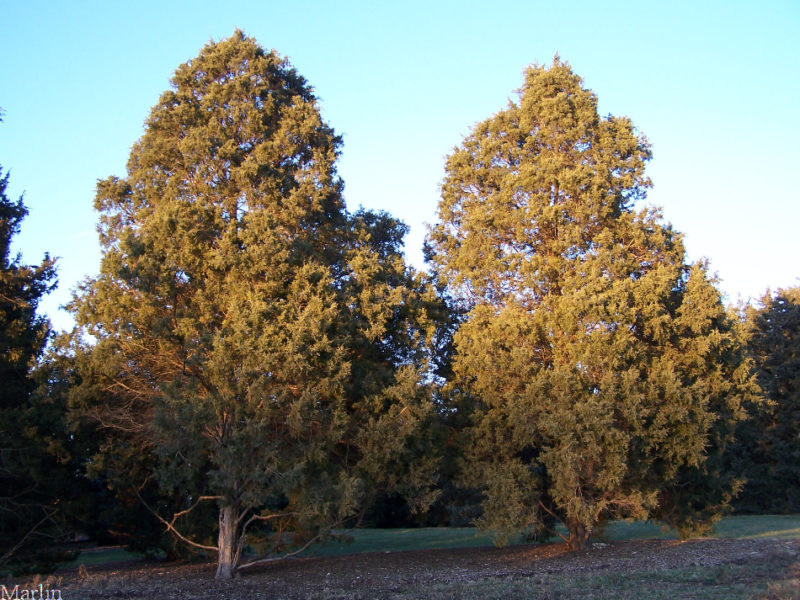 Red Cedar - Juniperus virginiana