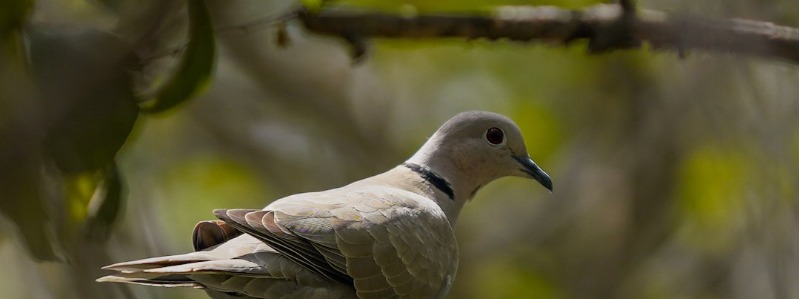 Eurasian collared doves 