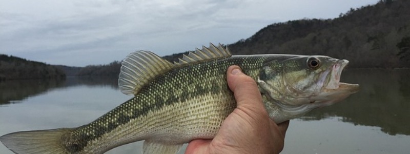Spotted Bass Spotted Bass