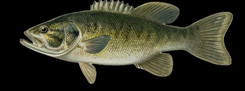 Guadalupe Bass