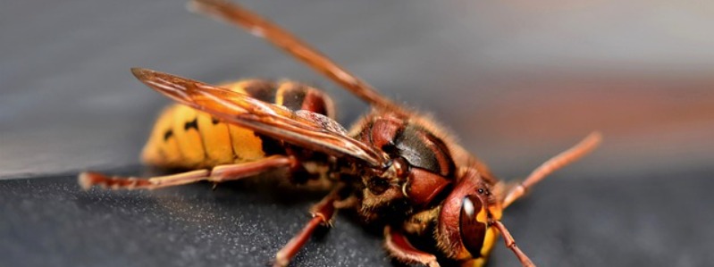 Hornet