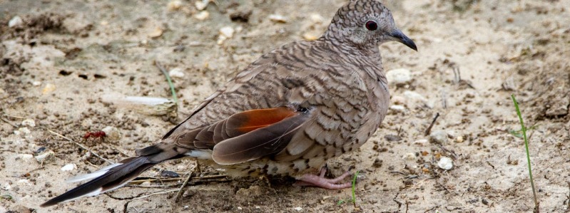 mexican Dove