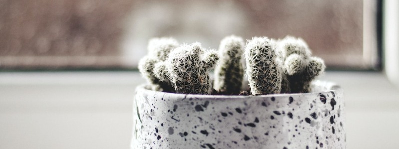 Lace cacti