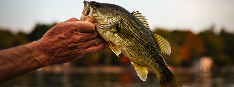 Largemouth Bass
