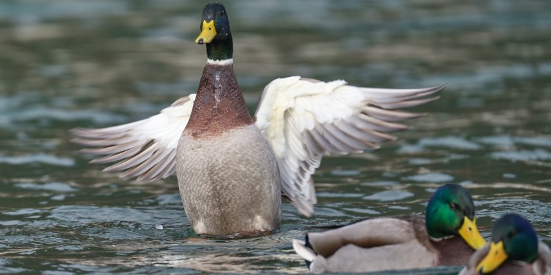 Texas Mallard Ducks
