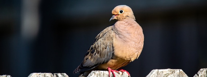 Mourning Doves