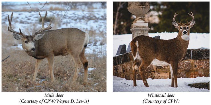 mule deer bucks vs whitetail deerbucks