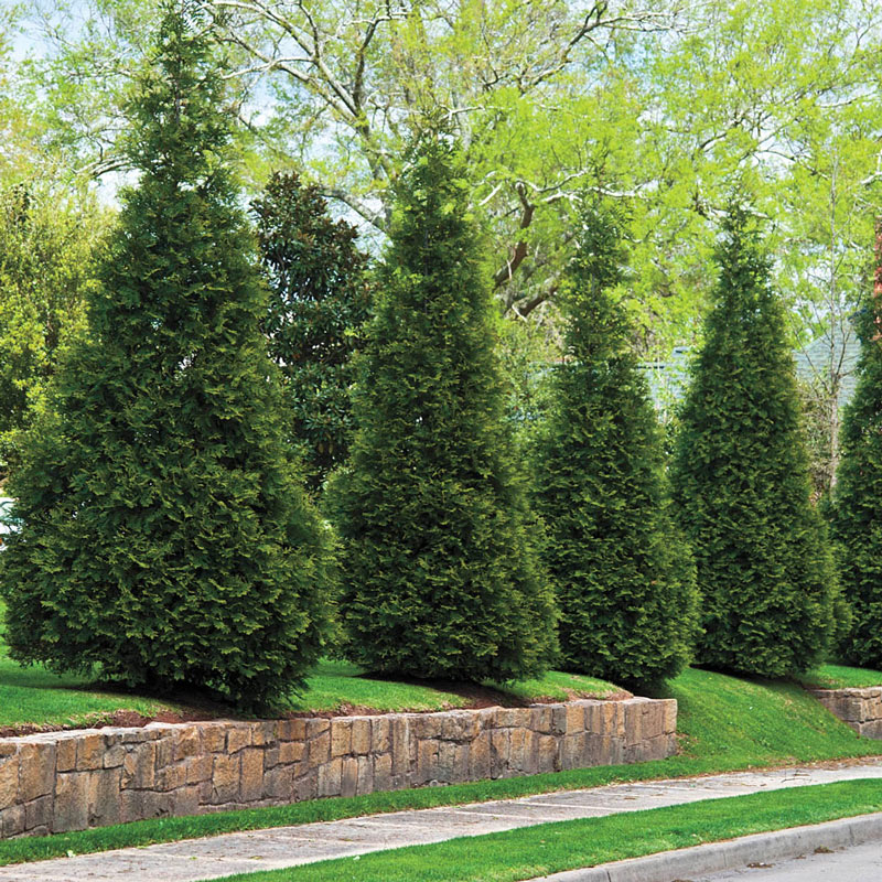 Types Of Cedar Trees In Texas Texas Capital Forum Coalition types-of-cedar-trees-in-texas-texas-capital-forum-coalition