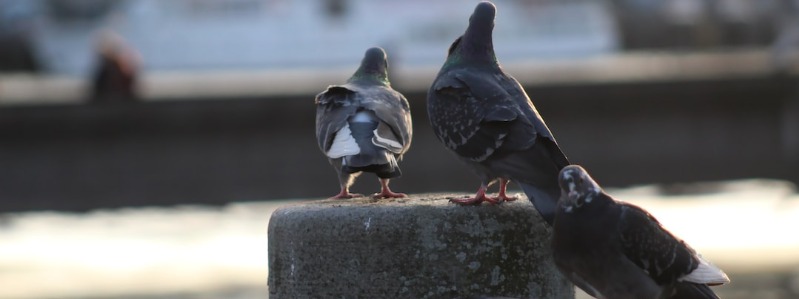 Rock Pigeon
