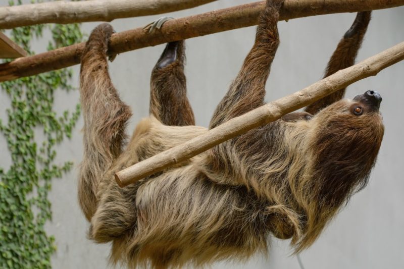 List Of Exotic Pets Legal To Own In Texas - Texas Capital Forum & Coalition List Of Exotic Pets Legal To Own In Texas - Texas Capital Forum & Coalition