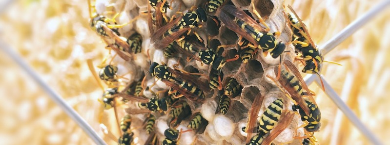Texas Social Wasps