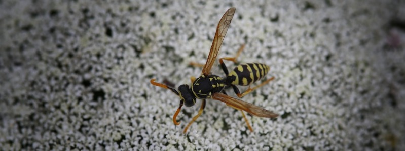 Yellowjackets