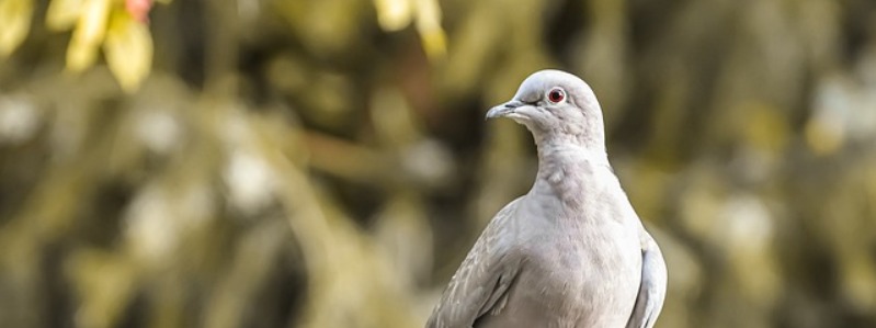 White-tipped Doves