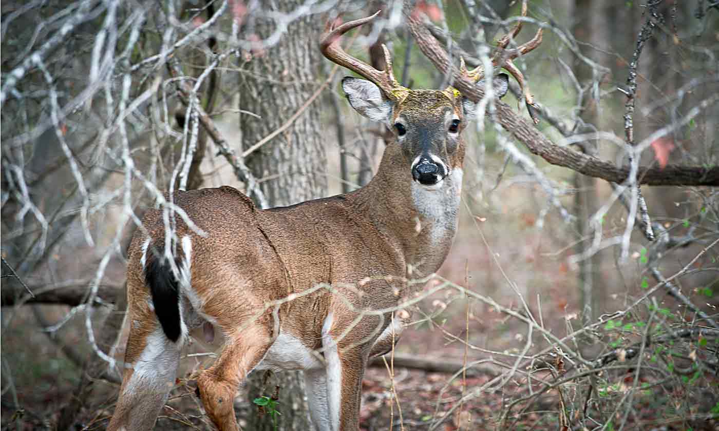 White-tailed Deer — Texas Parks &Wildlife Department