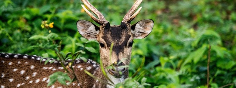 Texas Axis Deer