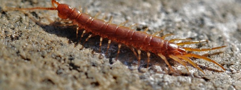 Types Of Centipedes In Texas