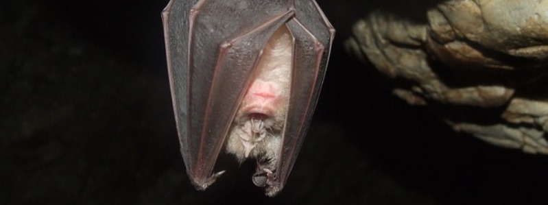 Bats in Texas