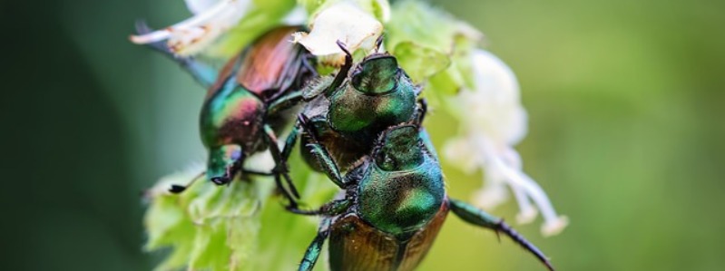 Types Of Texas Beetles
