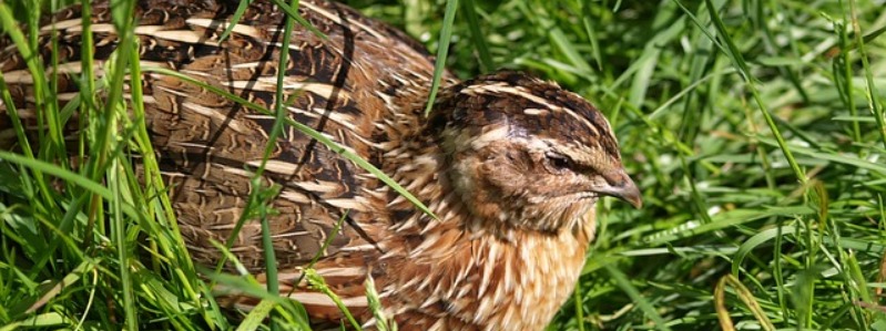 Types of Texas Birds