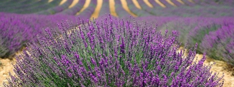 Bushes In Texas