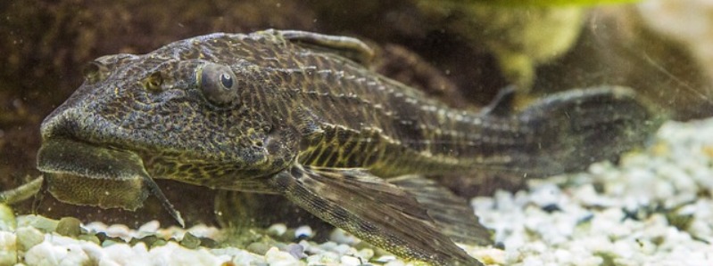 Catfish In Texas