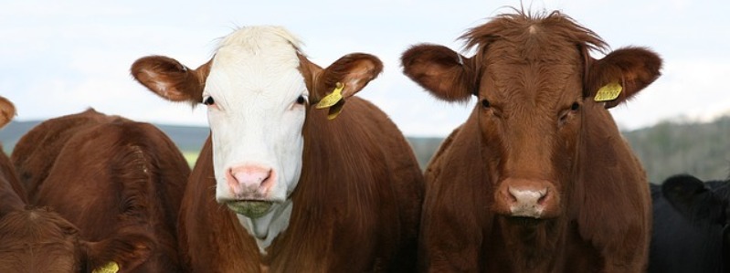 Cattle In Texas