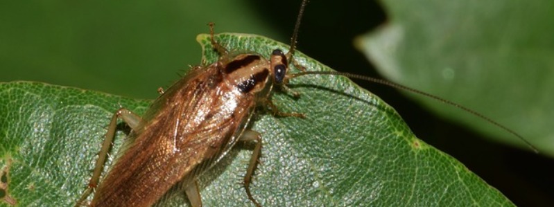 Cockroaches In Texas