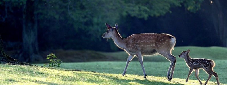 Types of Texas Deer