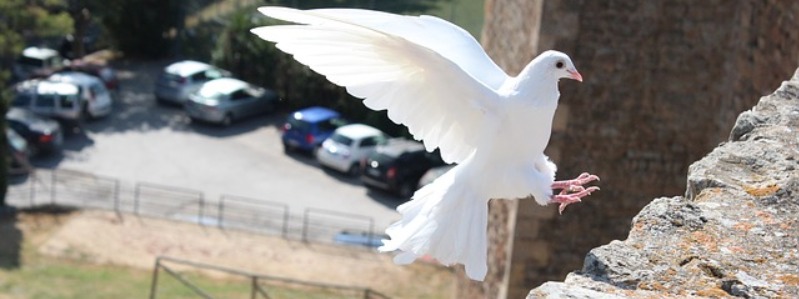 Doves In Texas