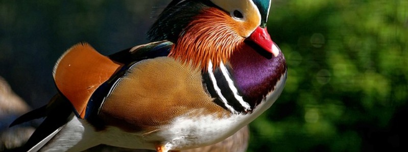 Ducks In Texas