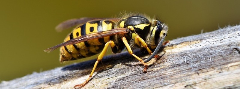 Types of Texas Wasps