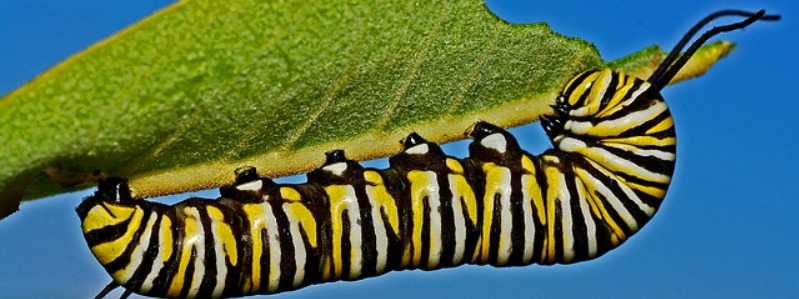 Types of Venomous Caterpillars In Texas