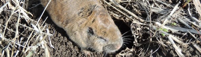 Get rid of gophers in gardens and fields. Lists both lethal and non-lethal techniques.