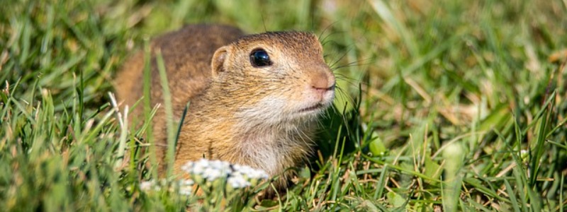 How To Get Rid Of Gophers