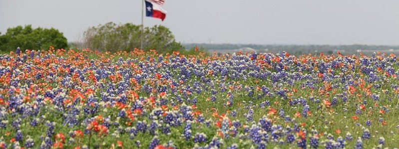 Texas Wildflowers & Native Plants