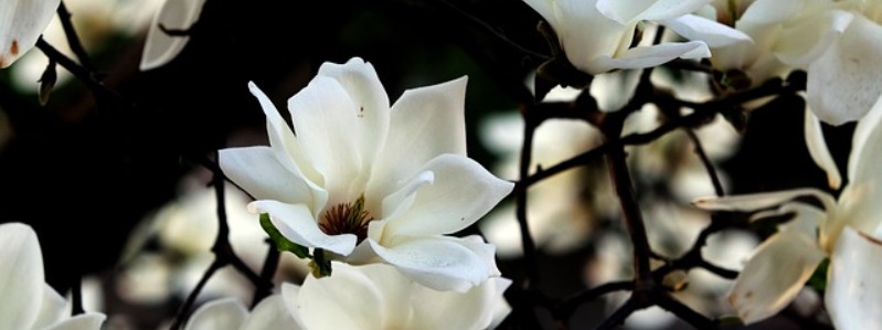 Recommended Plants Texas