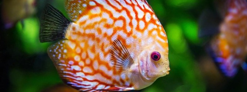 Exotic Freshwater Fish