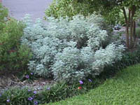 gray frilly artemisia