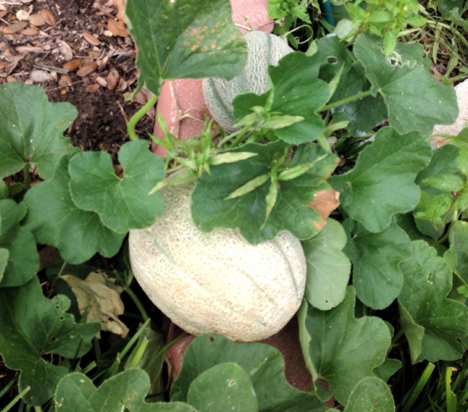 cantaloupe