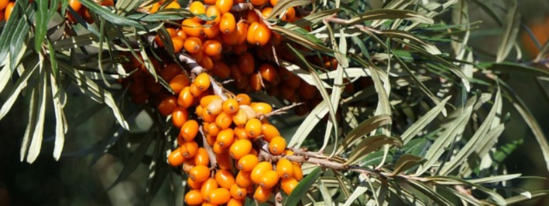 Carolina Buckthorn