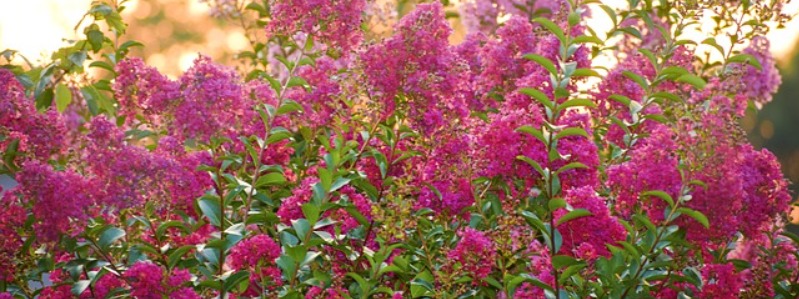 Shrubs for Central Texas