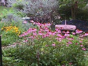 echinacea in garden setting