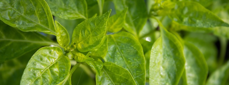 Growing Basil in Texas Texas Grow Basil