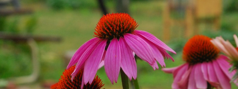 Growing Echinacea in Texas Texas Grow Echinacea