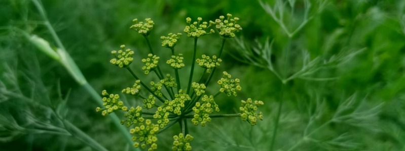 Growing Fennel in Texas Texas Grow Fennel