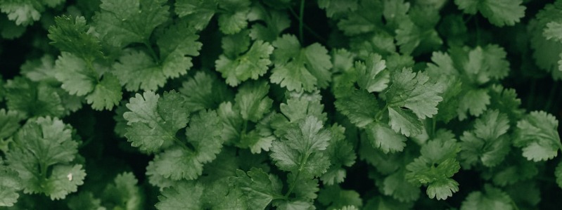 Texas Grow Parsley Growing Parsley in Texas